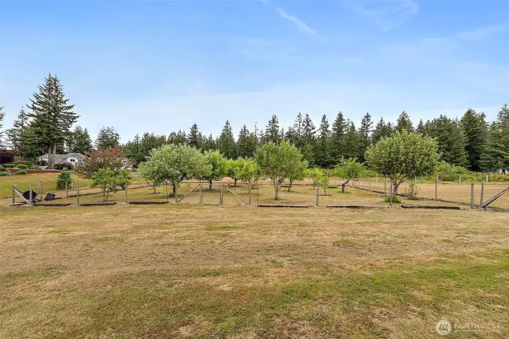 Imagine Fruit from Your Own Orchard!
