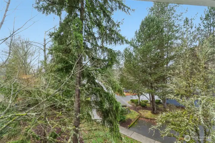 Territorial views of the beautiful trees