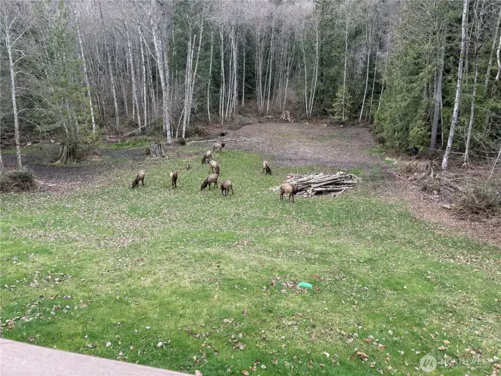 Elk on property
