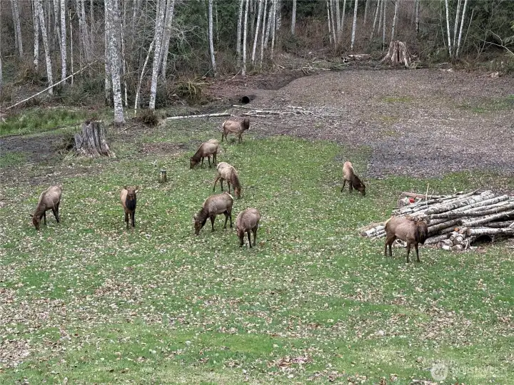 Elk on property