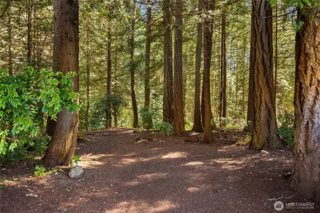 Your very own Grand Forest! The 2.3 acres includes trails.