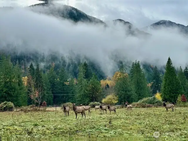 Always a Packwood favorite, the elk.