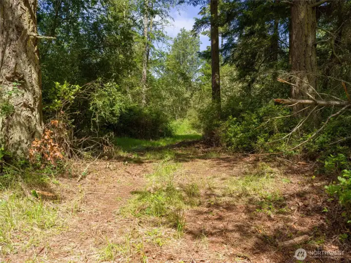 Small path cleared into property