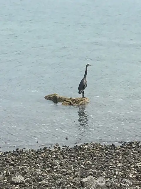Visiting Heron