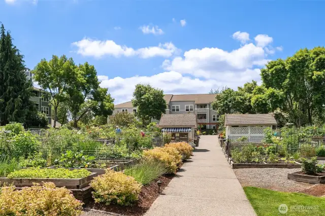Missing your garden-pea patch around the corner to plant to your heart's content!