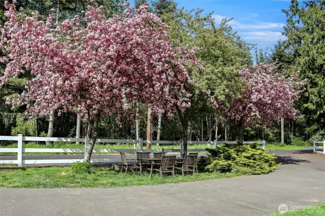 Beautiful cherry trees greet you in your pull-through driveway.