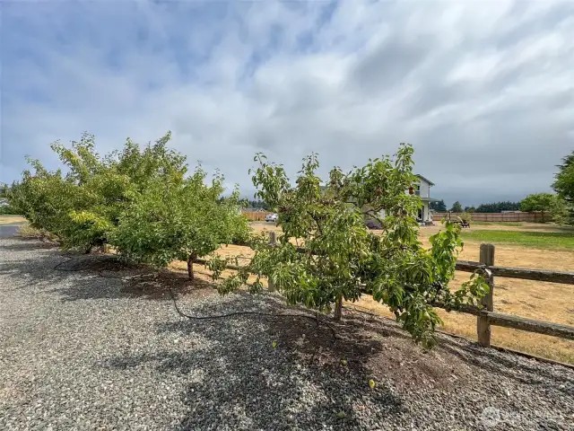 Orchard-Pears- Apples-plums and more