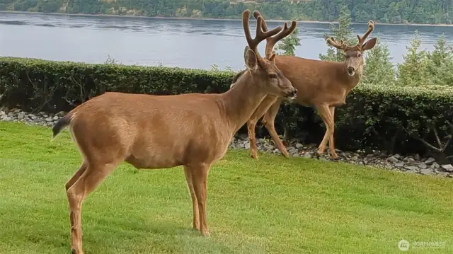 Constant visitors who know they are safe at Gold Creek.