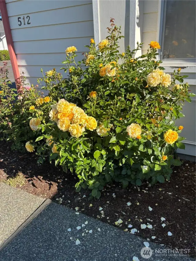 Yellow Rose