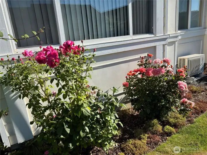 Outside dining window