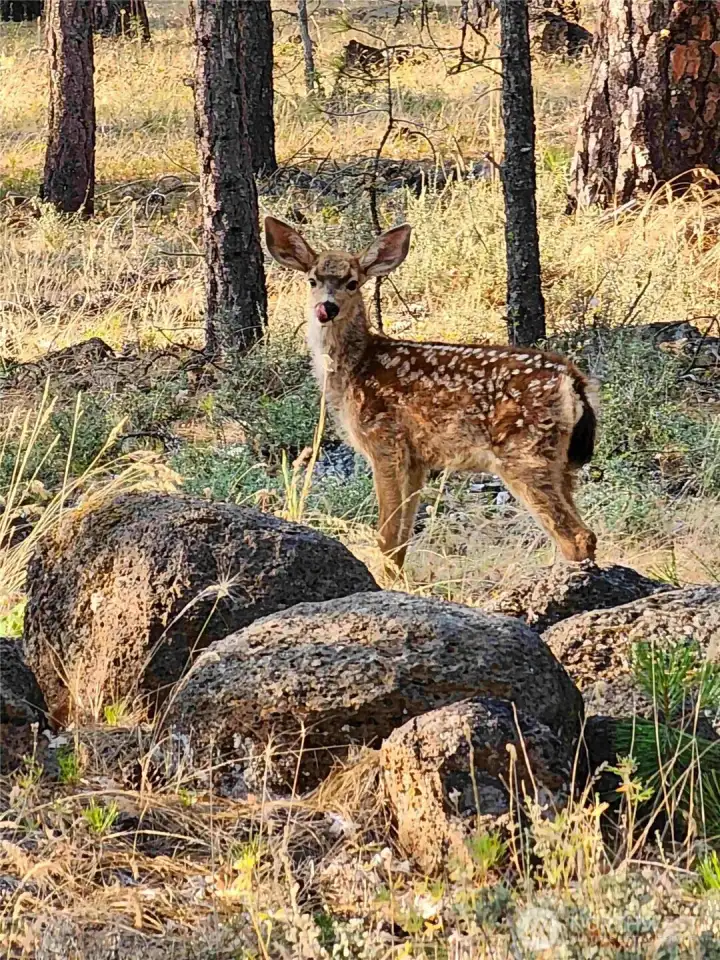 355 Tamarack Goldendale, WA