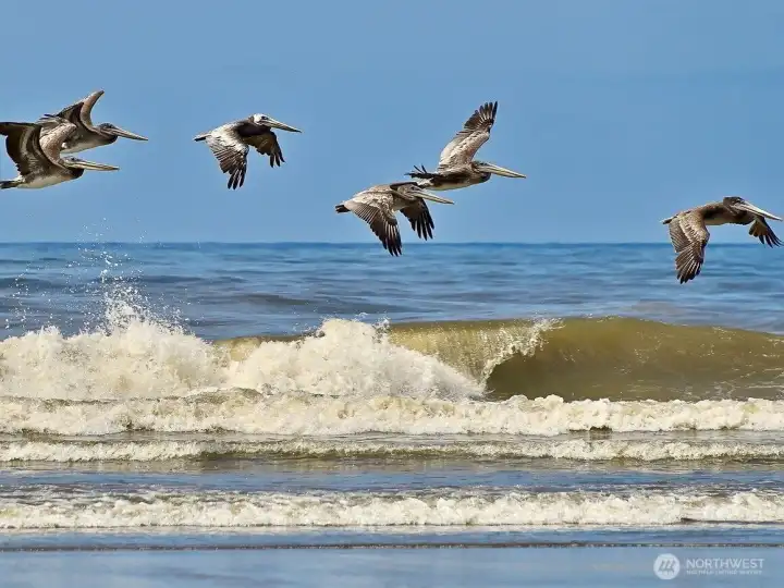 Long Beach Washington, "The Worlds Longest Beach"
