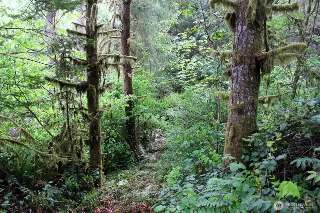 Trail to the creek