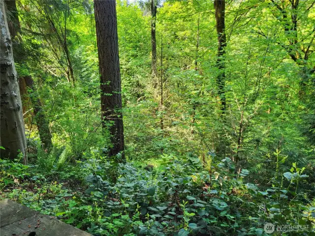 Woodsy outlook from upper terrace