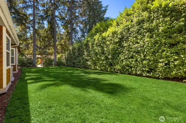 Massive 30ft+ tall laurel which makes this yard feel like a true sanctuary.