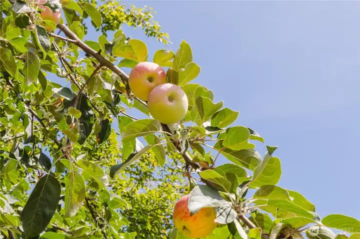 Fruit trees