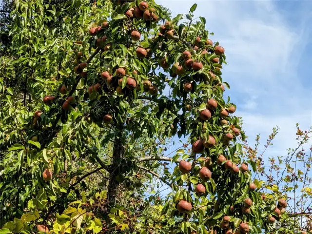 The fruit trees are begging to be picked.