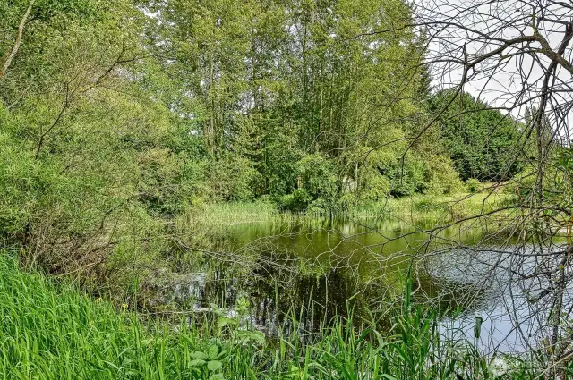 Sit by the pond and ponder life.