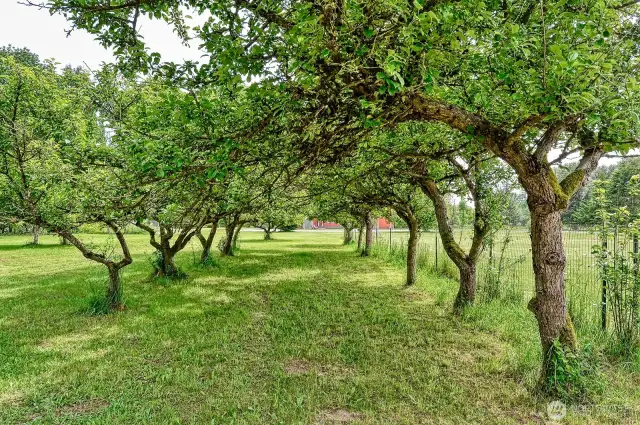 Old orchard still producing apples!
