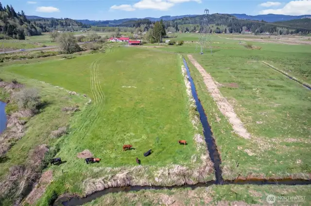 Cattle grazing the field