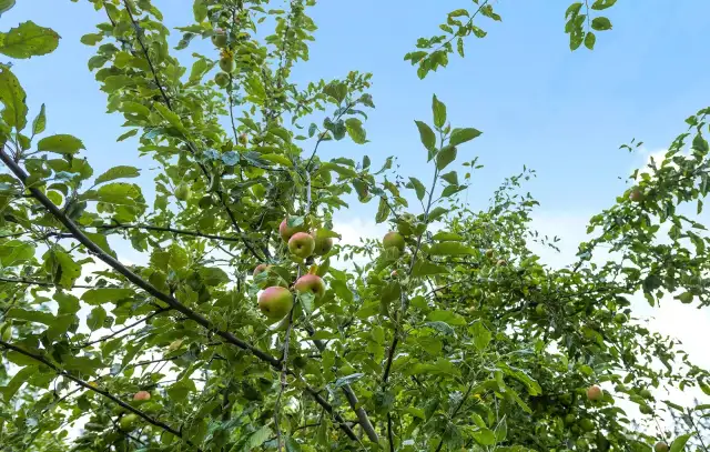 Delicious variety of Apples