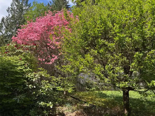 Beautiful trees in the backyard.