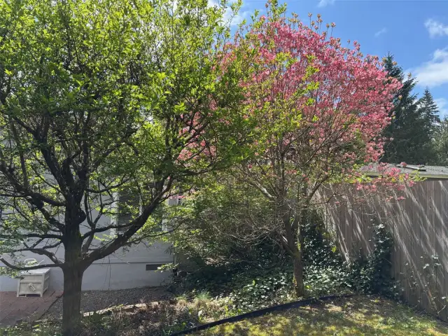 Flowering cherry in back yard.