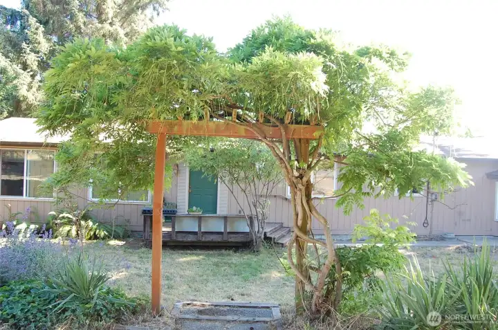 Beautiful, big wisteria delights!