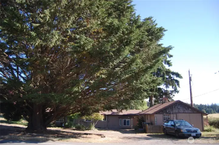 House is set back and huge tree provides a buffer from the road.