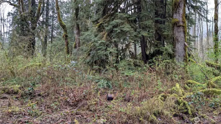 Several large trees and lots of brush