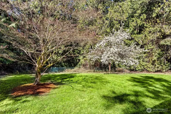 Fruit trees and blueberry bushes