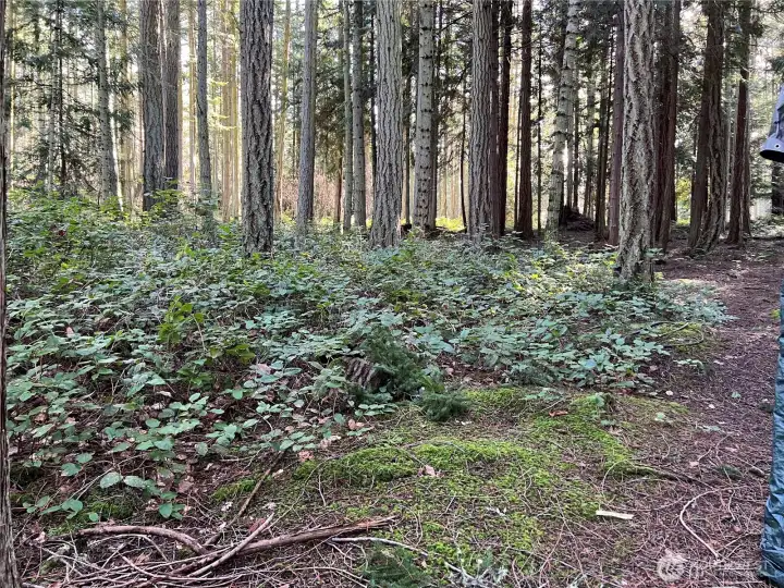 Lot is cleared of major understory and easy to walk. Lot is cleared of major understory and easy to walk.