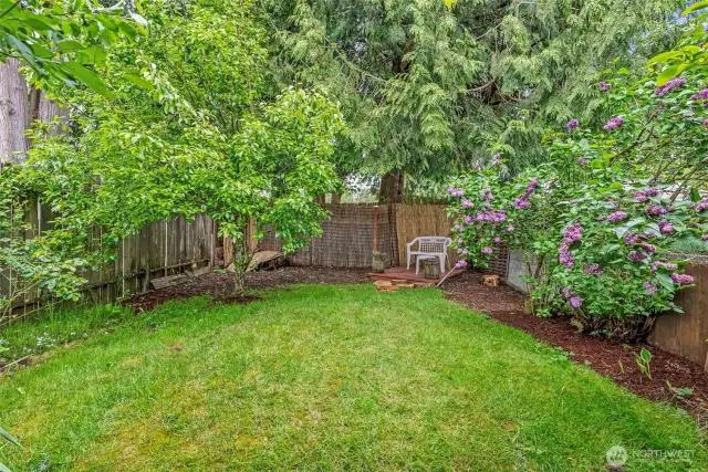 Backyard lower level