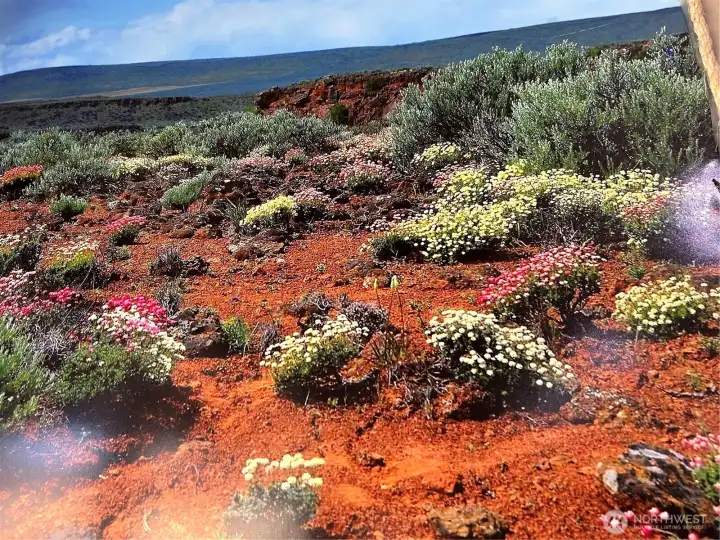 What the area looks like in spring and summer