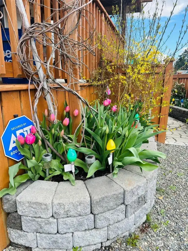 Beautiful perennials like these tulips are set to bloom later! (These tulips are from last year and will bloom again when in season)