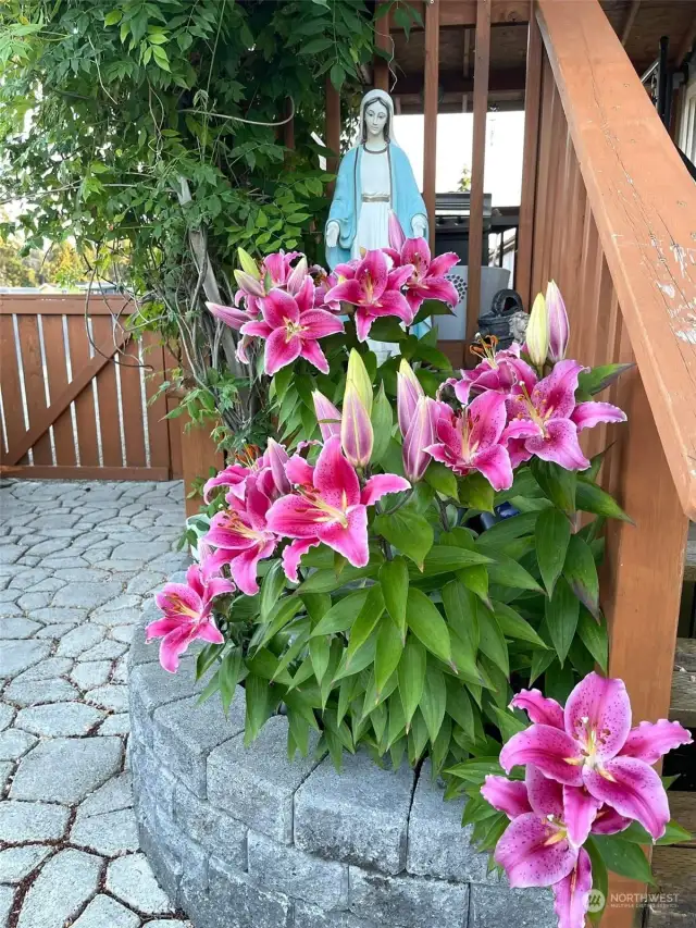 More gorgeous perennials like these orchids will bloom again! (These orchids are from last year)