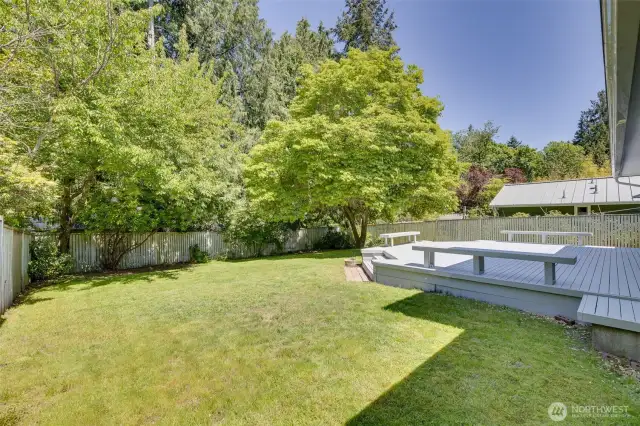 Sun filled backyard