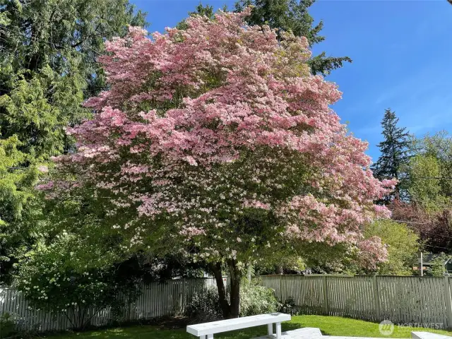 Pink Dogwood in bloom