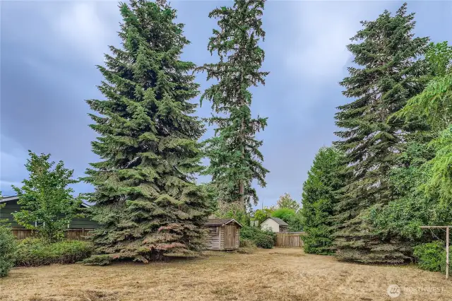 Expansive backyard with towering evergreens, offering shade, privacy, and a park-like feel.