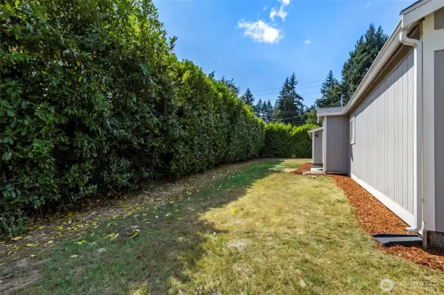 Oversize laurel hedge provides country feel along with privacy while living in the city.