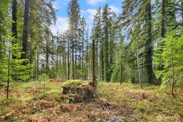 Power on site. This shows the power pole next to the well. Lightly treed with cleared spaces. Easy to walk for viewing.