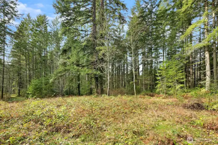 Private and serene this parcel offers so many possibilities. Close to downtown Bainbridge for convenience and sanctuary.