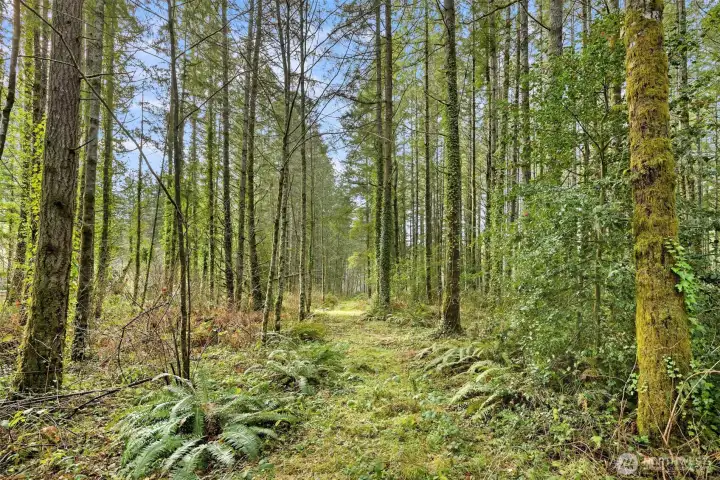 The old access road/driveway that served the former residence is a nice trail now for walking in