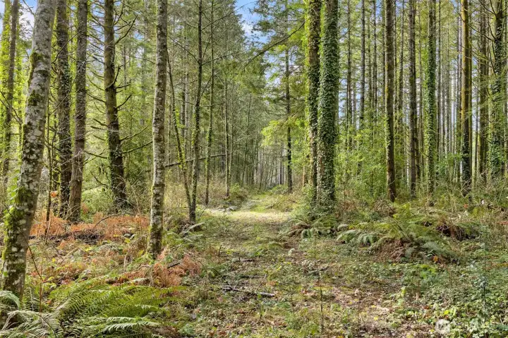 Looking from the east to the west down the old access road