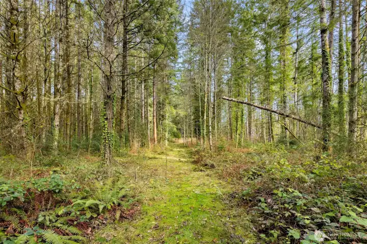 Absolutely gorgeous forest setting drenched in light.
