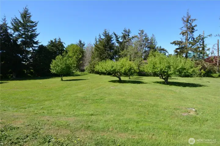 Fruit Trees