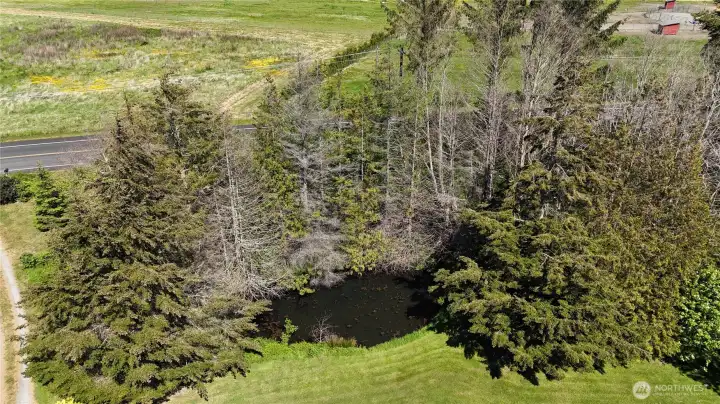 Pond
