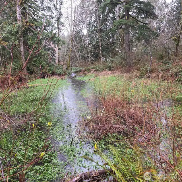 Seasonal slough.  Bingham Creek just on other side.