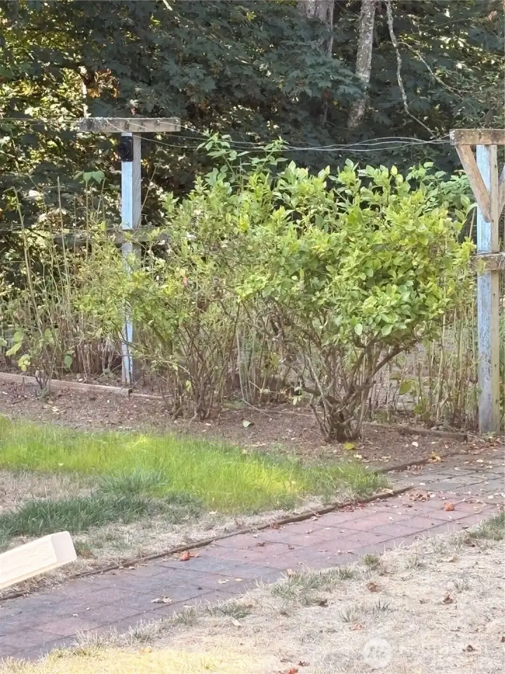back yard