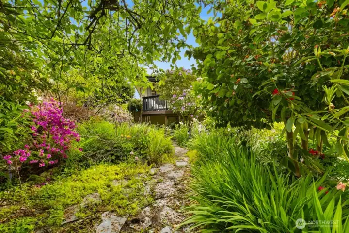 Backyard with blooms year round